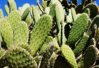 5 FACTS YOU DIDN'T  / KNOW ABOUT NOPALES