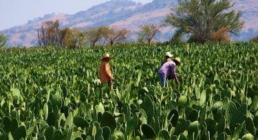 nopales-field-in-mexico.jpg